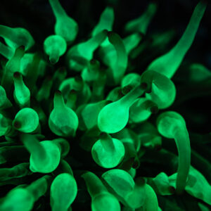 Tentacules d’anémone à bulles fluorescents verts sous UV, mer Rouge, Égypte