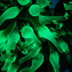 Close-up of bubble-tip anemone tentacles glowing green under UV, vertical, Red Sea, Egypt