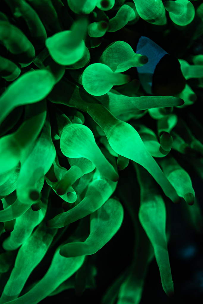 Close-up of bubble-tip anemone tentacles glowing green under UV, vertical, Red Sea, Egypt