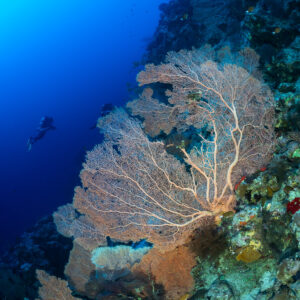 Large sea fan on a reef wall with a distant diver, vertical, Red Sea, Egypt