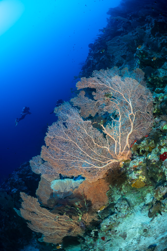 Large sea fan on a reef wall with a distant diver, vertical, Red Sea, Egypt