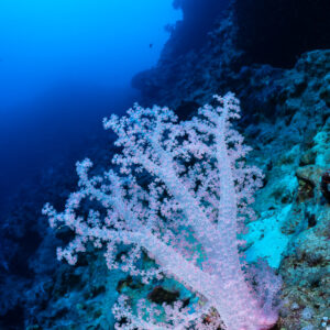 Corail mou rose pâle sur un tombant, vertical, mer Rouge, Égypte