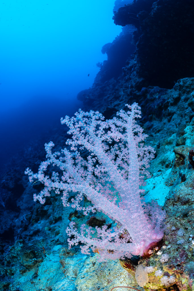 Corail mou rose pâle sur un tombant, vertical, mer Rouge, Égypte