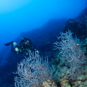 Rebreather diver beside pale sea fans on a reef wall, vertical, Red Sea, Egypt