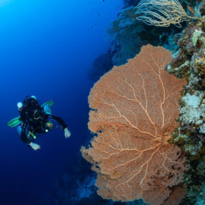 Rebreather diver beside a large orange sea fan on a wall, vertical, Red Sea, Egypt