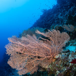Pink sea fan spreading from a reef wall, vertical, Red Sea, Egypt