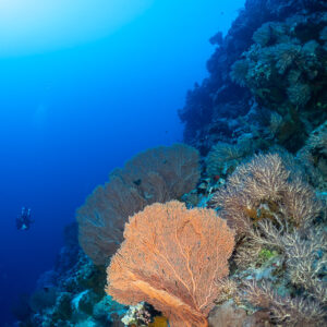 Orange sea fan on a reef wall with a tiny diver below, vertical, Red Sea, Egypt