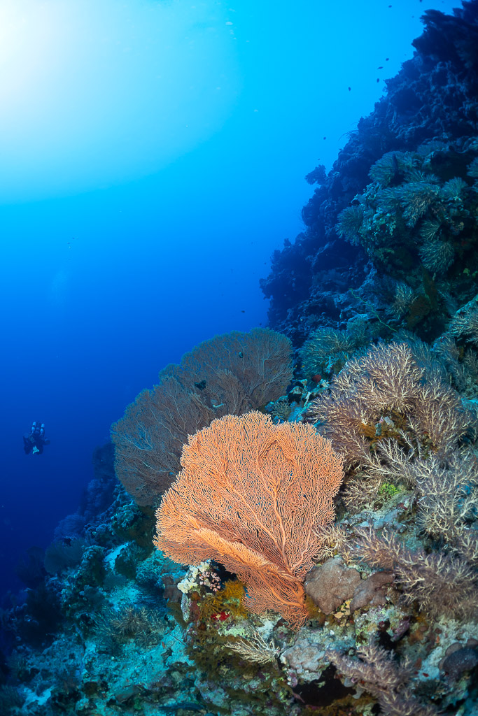 Orange sea fan on a reef wall with a tiny diver below, vertical, Red Sea, Egypt