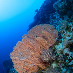 Large orange sea fan on a steep reef wall, vertical, Red Sea, Egypt