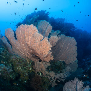 Bouquet de grandes gorgones sur un pinacle récifal avec poissons, mer Rouge, Égypte