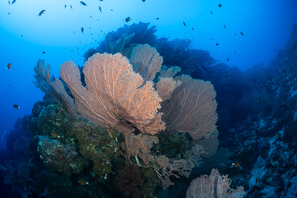 Bouquet de grandes gorgones sur un pinacle récifal avec poissons, mer Rouge, Égypte