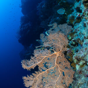 Delicate orange sea fan on a dark reef wall, vertical, Red Sea, Egypt