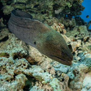 Giant moray eel emerging from a coral reef crevice, Red Sea, Egypt