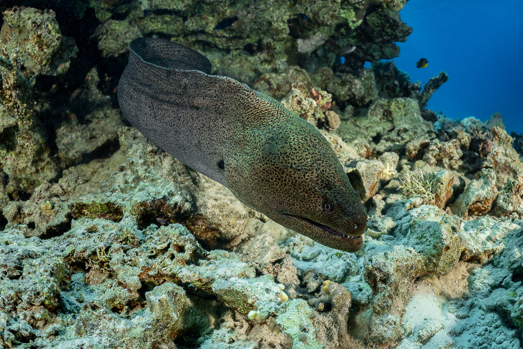 Giant moray eel emerging from a coral reef crevice, Red Sea, Egypt