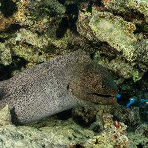 Giant moray eel resting in a reef hole with small fish, Red Sea, Egypt