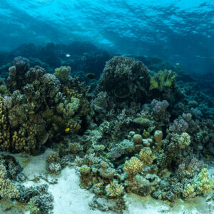 Récif corallien peu profond avec taches de sable sous une surface ensoleillée, mer Rouge, Égypte