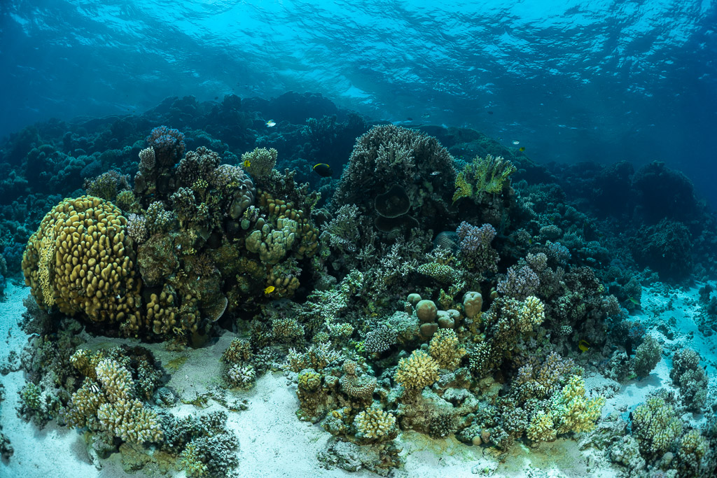 Récif corallien peu profond avec taches de sable sous une surface ensoleillée, mer Rouge, Égypte