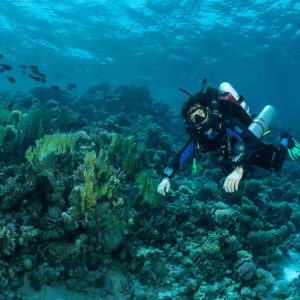 Rebreather diver over a shallow reef with fire coral and fish, Red Sea, Egypt
