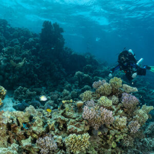 Rebreather diver behind colourful hard corals on a shallow reef, Red Sea, Egypt