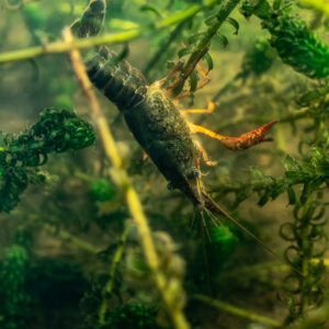 Red swamp crayfish climbing head-down through waterweed stems, vertical, Lake Biscarrosse-Parentis, Landes, France