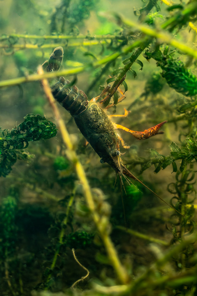 Red swamp crayfish climbing head-down through waterweed stems, vertical, Lake Biscarrosse-Parentis, Landes, France
