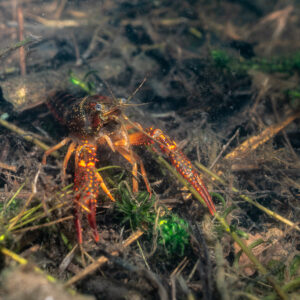 Red swamp crayfish walking on a litter of pine needles and twigs, Lake Biscarrosse-Parentis, Landes, France