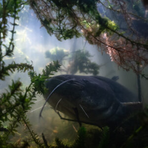 Wels catfish under backlit waterweed and roots near the surface, Lake Biscarrosse-Parentis, Landes, France