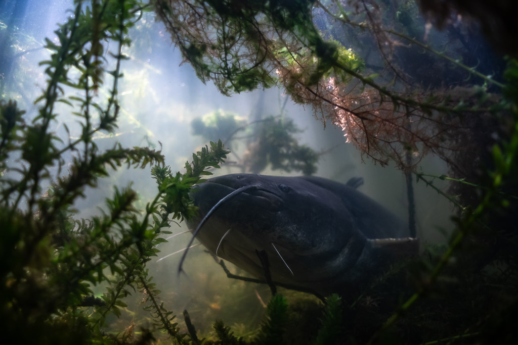 Wels catfish under backlit waterweed and roots near the surface, Lake Biscarrosse-Parentis, Landes, France