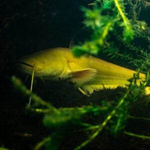 Albino wels catfish half hidden behind waterweed, side view, Lake Biscarrosse-Parentis, Landes, France