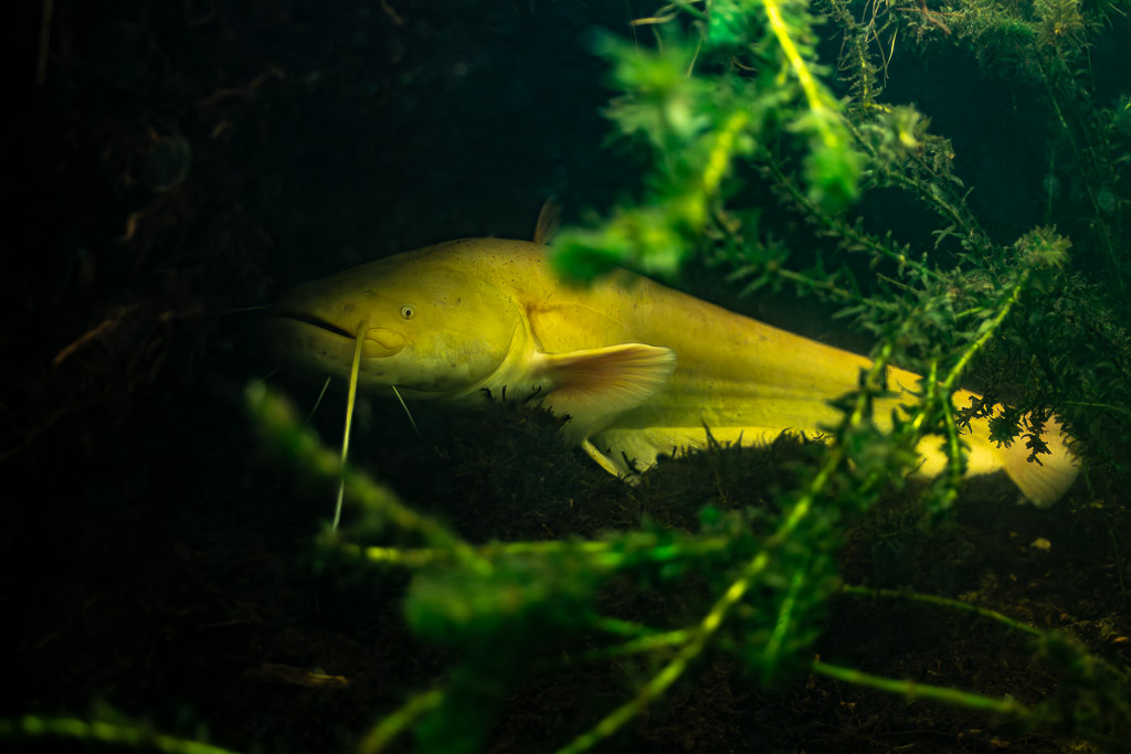 Albino wels catfish half hidden behind waterweed, side view, Lake Biscarrosse-Parentis, Landes, France