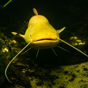 Albino wels catfish facing the camera with long barbels spread, Lake Biscarrosse-Parentis, Landes, France