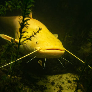 Albino wels catfish head-on behind a sprig of waterweed, Lake Biscarrosse-Parentis, Landes, France