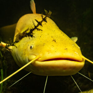 Close-up of an albino wels catfish face with waterweed on its head, Lake Biscarrosse-Parentis, Landes, France