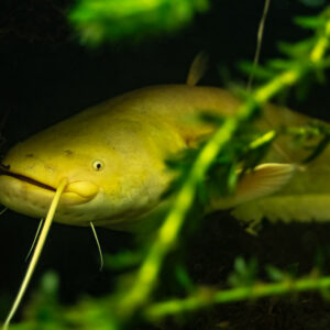 Albino wels catfish gliding past waterweed in three-quarter view, Lake Biscarrosse-Parentis, Landes, France