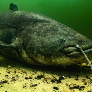 Large wels catfish resting on a sandy lake bottom in green water, Lake Biscarrosse-Parentis, Landes, France
