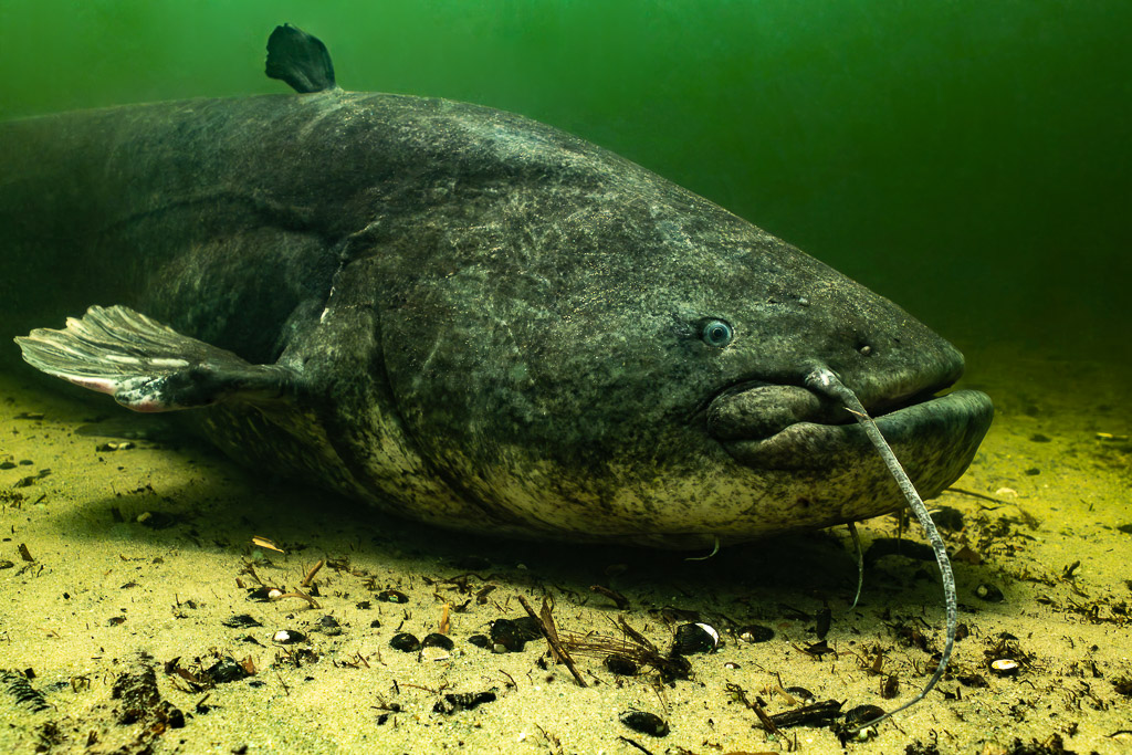 Large wels catfish resting on a sandy lake bottom in green water, Lake Biscarrosse-Parentis, Landes, France