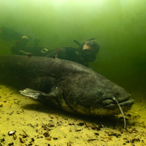Diver approaching a large wels catfish lying on the sandy bottom, Lake Biscarrosse-Parentis, Landes, France