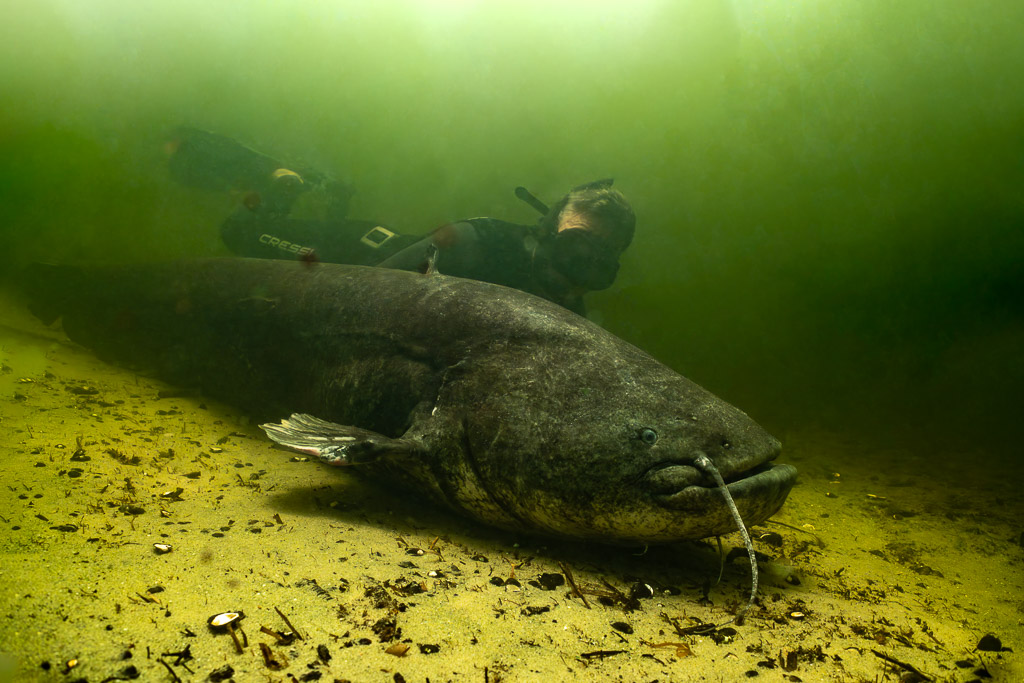 Diver approaching a large wels catfish lying on the sandy bottom, Lake Biscarrosse-Parentis, Landes, France