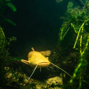 Albino wels catfish face-on in a dark weedy channel, vertical, Lake Biscarrosse-Parentis, Landes, France