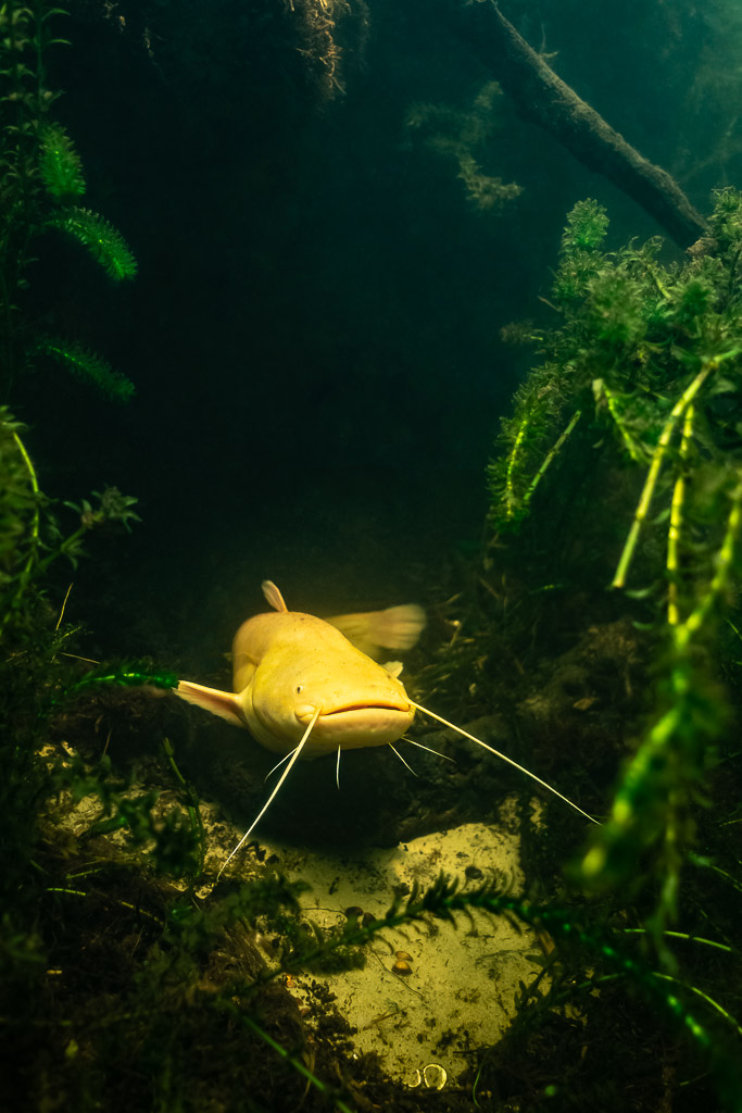 Albino wels catfish face-on in a dark weedy channel, vertical, Lake Biscarrosse-Parentis, Landes, France