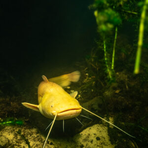 Albino wels catfish approaching between weed and a pale rock, vertical, Lake Biscarrosse-Parentis, Landes, France