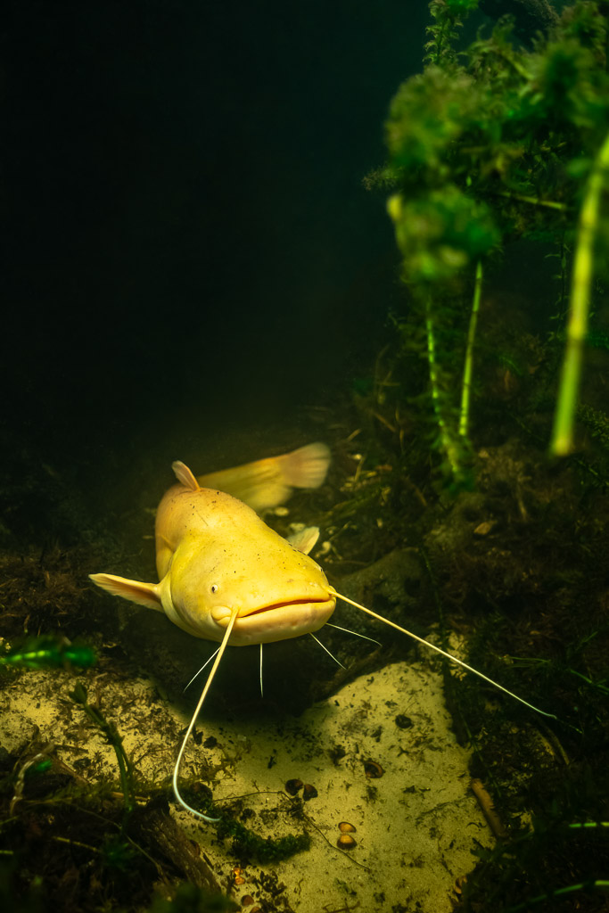 Albino wels catfish approaching between weed and a pale rock, vertical, Lake Biscarrosse-Parentis, Landes, France