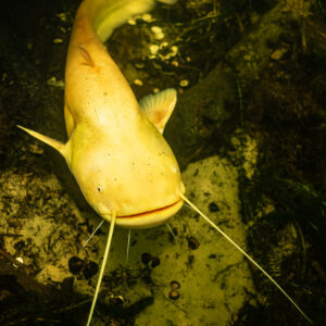 Albino wels catfish curving its tail over the bottom, seen from above, Lake Biscarrosse-Parentis, Landes, France