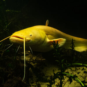 Albino wels catfish swimming low over the bottom, three-quarter view, Lake Biscarrosse-Parentis, Landes, France