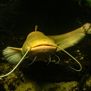 Albino wels catfish turning toward the camera with fins spread, Lake Biscarrosse-Parentis, Landes, France