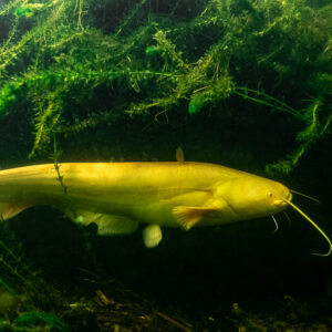 Albino wels catfish in full profile below hanging waterweed, Lake Biscarrosse-Parentis, Landes, France