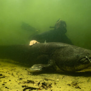 Diver resting a hand on a large wels catfish on the sandy bottom, Lake Biscarrosse-Parentis, Landes, France