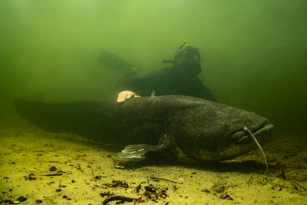 Diver resting a hand on a large wels catfish on the sandy bottom, Lake Biscarrosse-Parentis, Landes, France