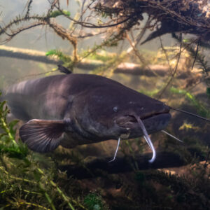 Dark wels catfish swimming among branches and waterweed, barbels forward, Lake Biscarrosse-Parentis, Landes, France