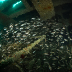 Dense school of pouting packed under the beams of the Laplace, Laplace wreck, Brittany, France